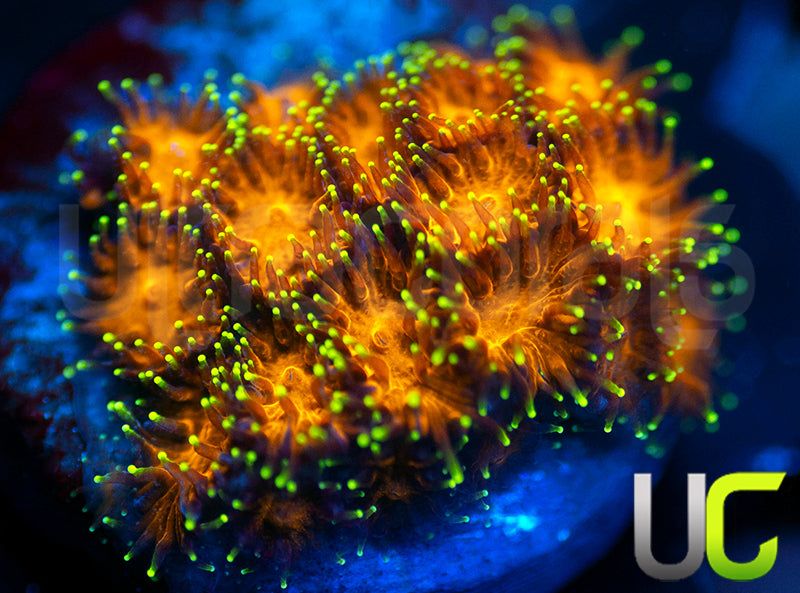 UC Lightning Tip Leptastrea