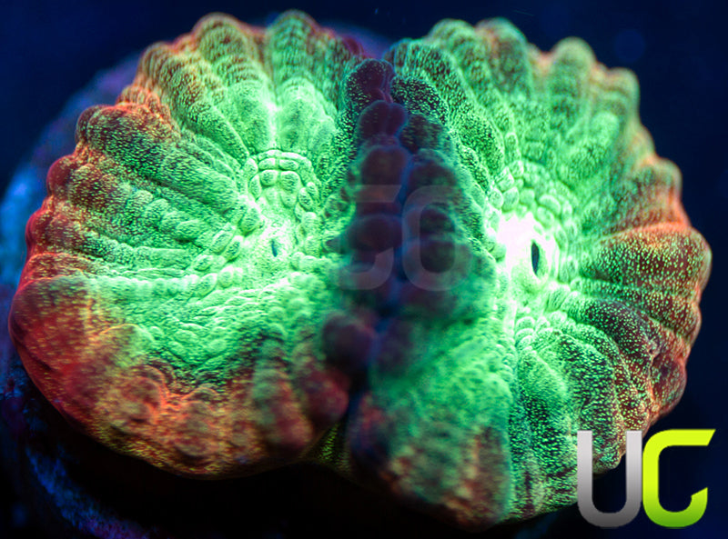 JF Psycho Rainbow Rim Favia