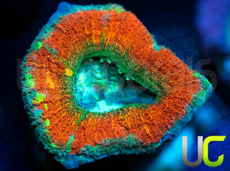 UC Flash Bang Micro Lord