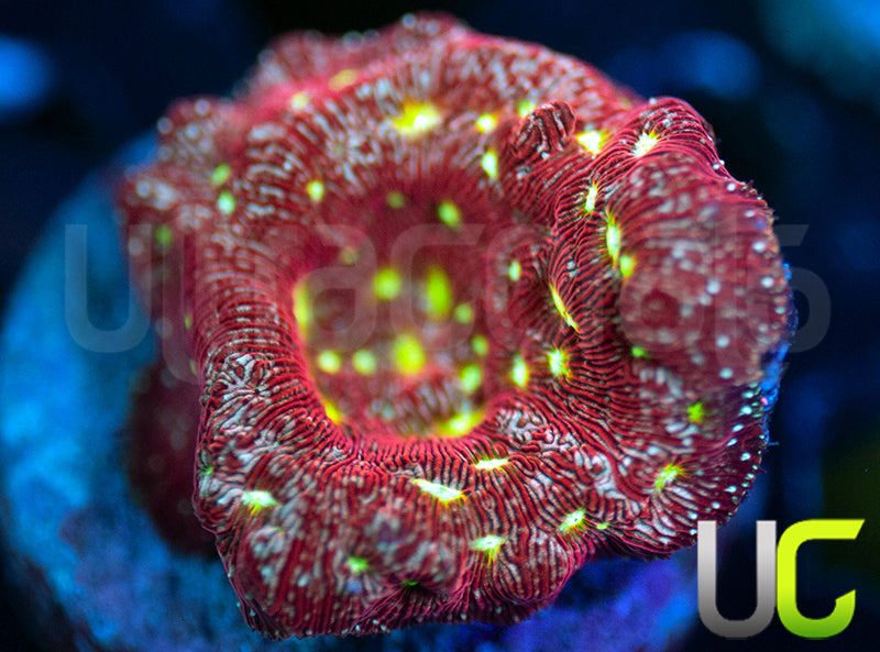 UC Red Devil Lepto