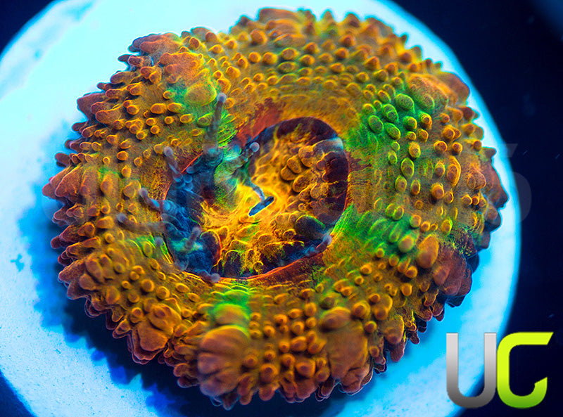 NEW RELEASE: UC Utopia Micro Amakusensis