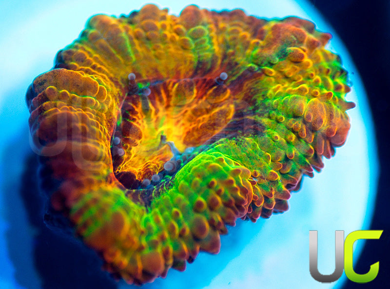 NEW RELEASE: UC Utopia Micro Amakusensis