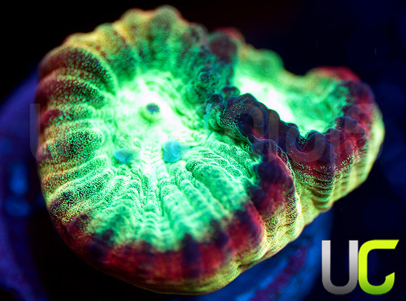 JF Psycho Rainbow Rim Favia