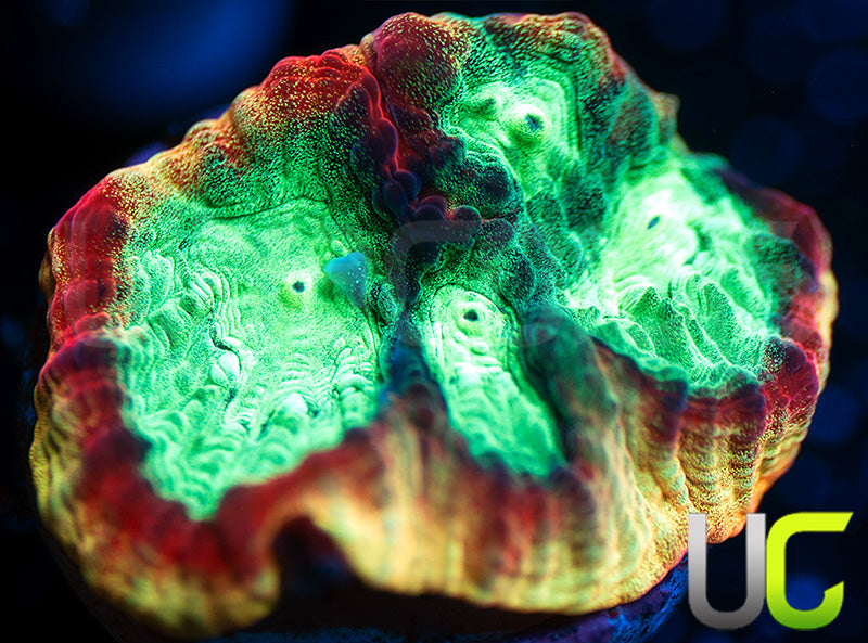 JF Psycho Rainbow Rim Favia