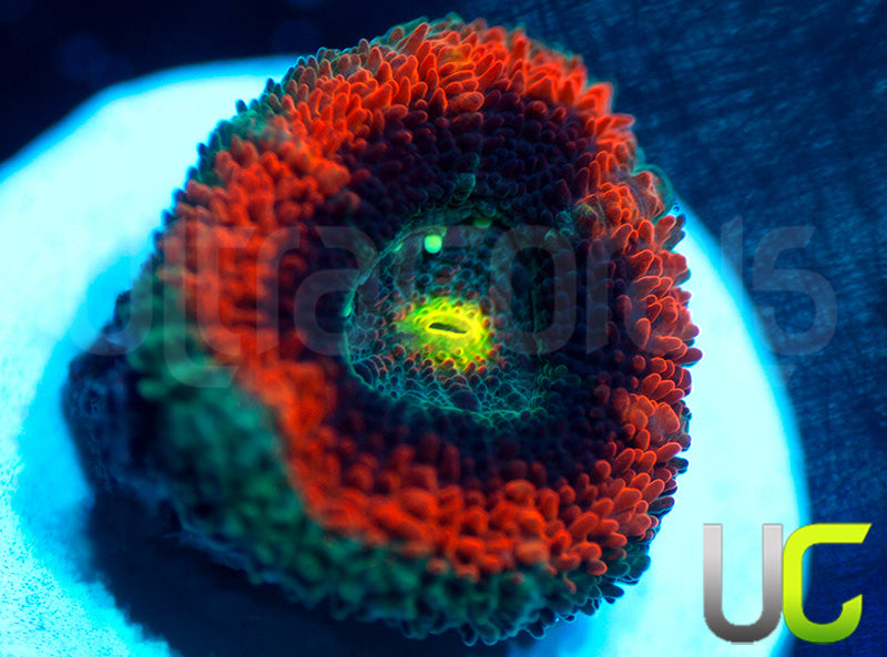 UC Battlestar Micro Amakusensis