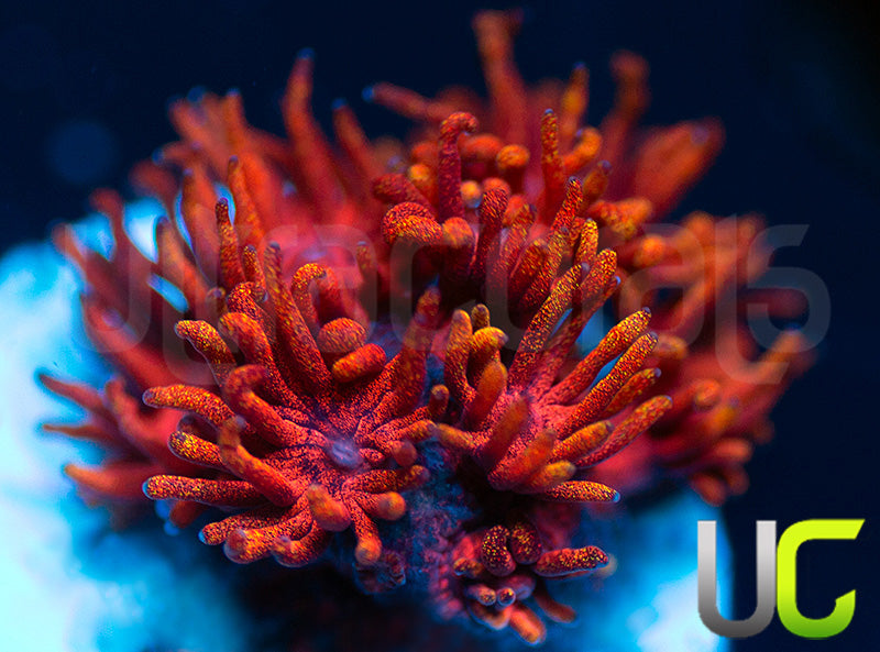 ECC Burning Man Goni