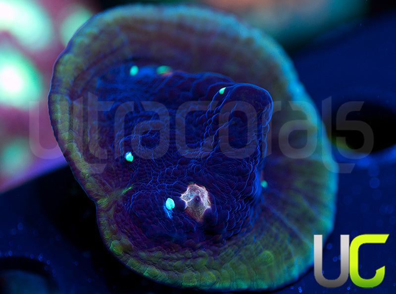 UC Pink Midnight Chalice