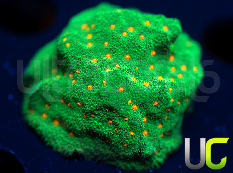 CC Smashing Pumpkins Psammocora