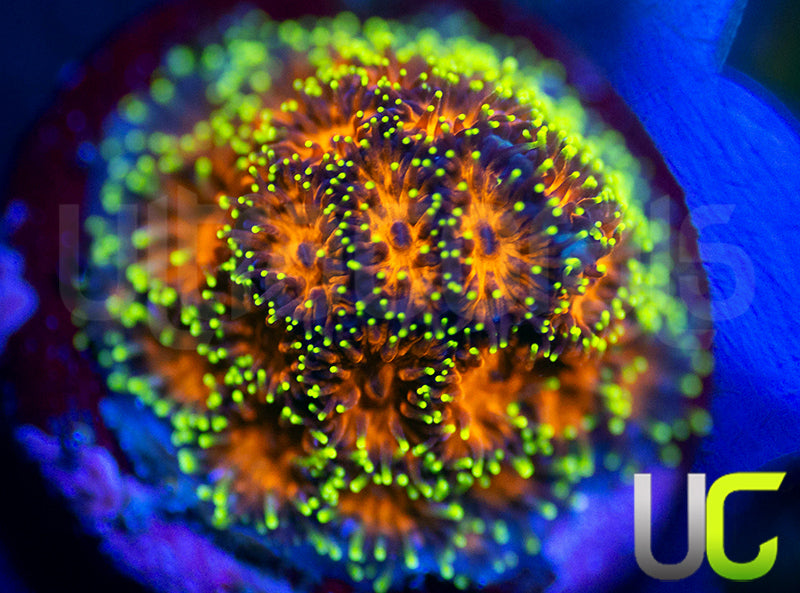 UC Lightning Tip Leptastrea