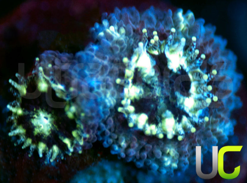 UC Feng Shui Micro Amakusensis