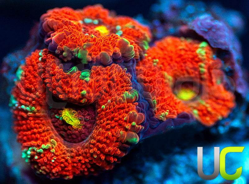 UC Dragon Slayer Chalice