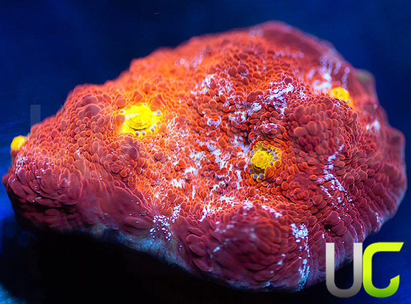 UC Hoar Frost Chalice