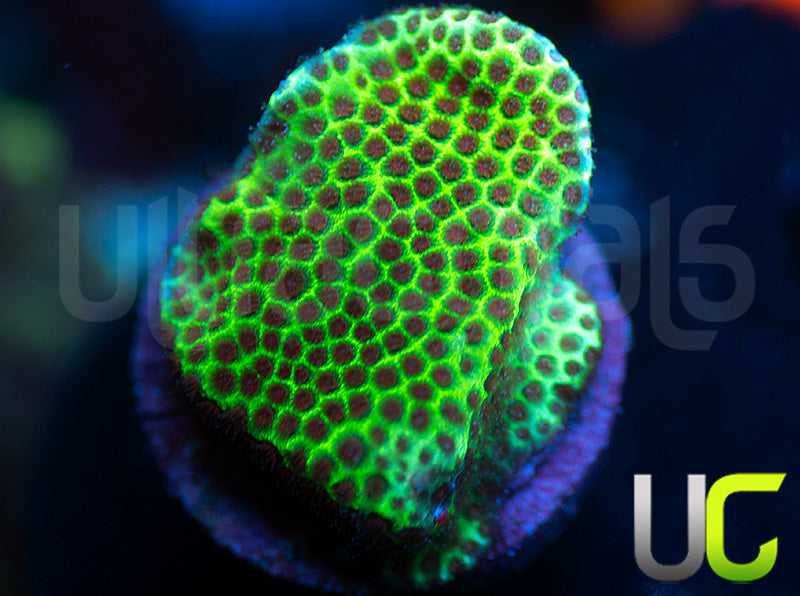 UC The Grinch Porites