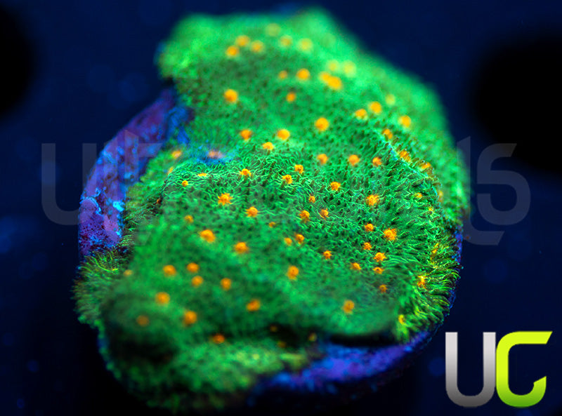 CC Smashing Pumpkins Psammocora