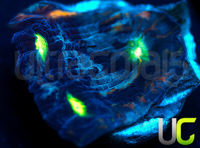 NEW RELEASE: UC Monte Cristo Chalice