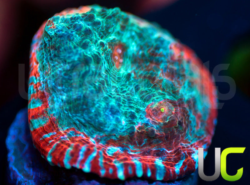 UC Crimson Carnage Chalice