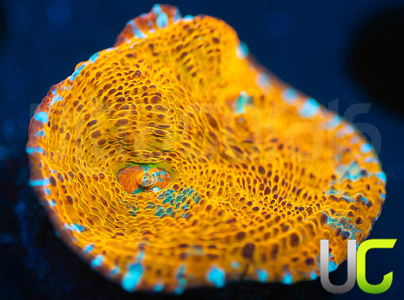 UC Pina Colada Chalice