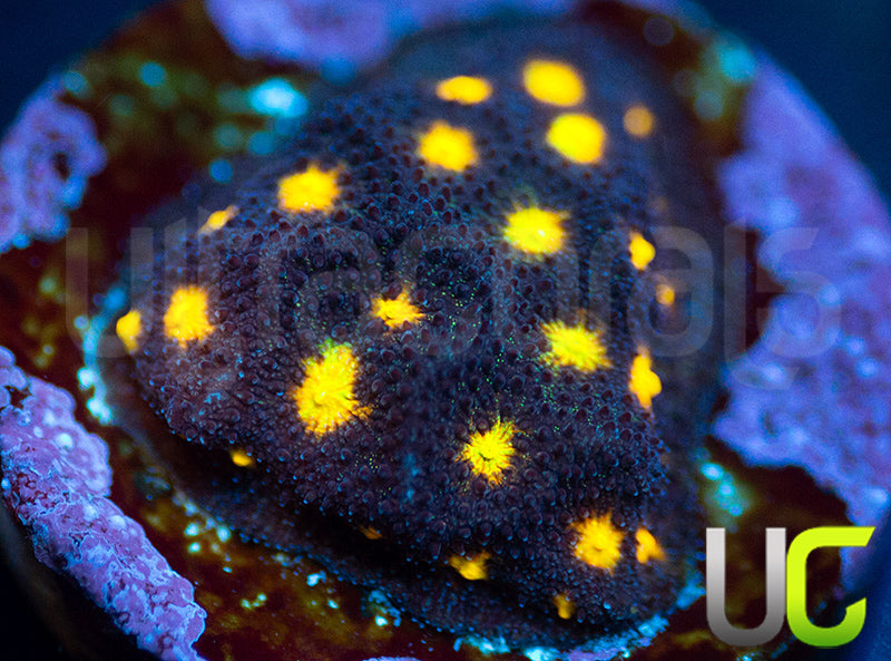 UC Half Blood Psammocora