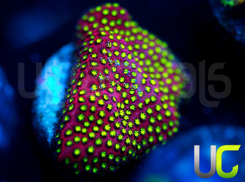 UC Raspberry Pie Stylo