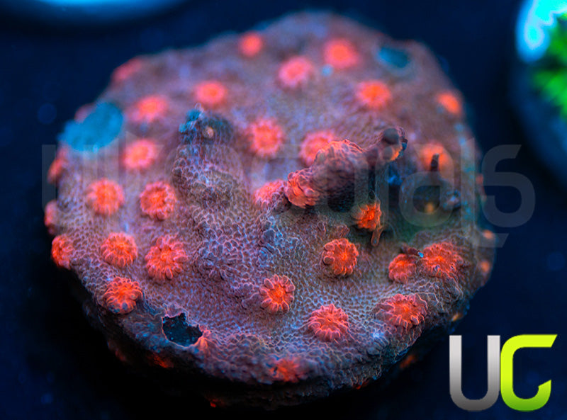 Pink Branching Cyphastrea