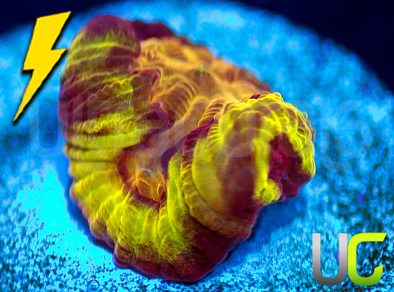 UC Sour Power Favites