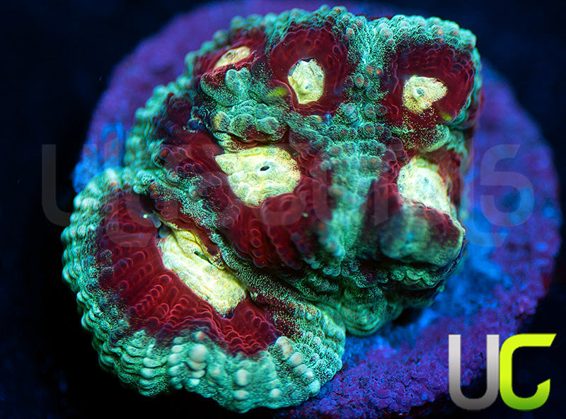 UC Strobe Light Favia