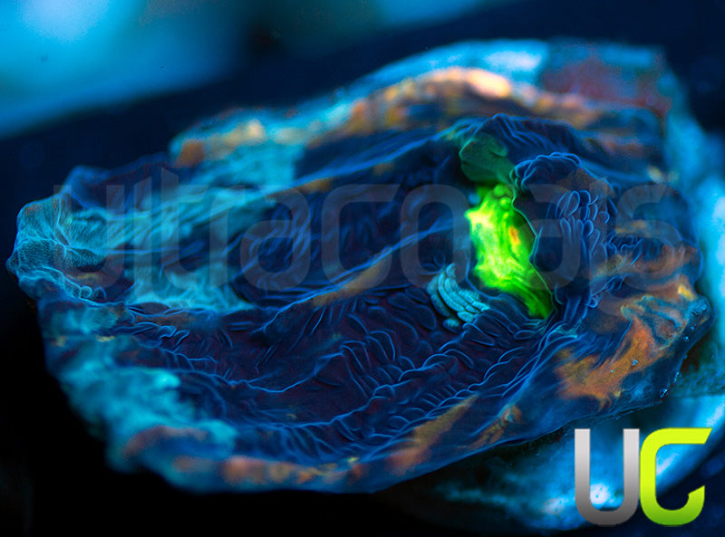 NEW RELEASE: UC Monte Cristo Chalice