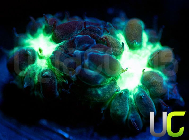 UC Dark Arts Blastos