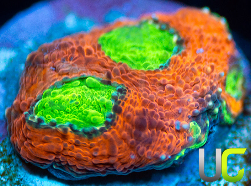 Agent Orange Acan Echinata