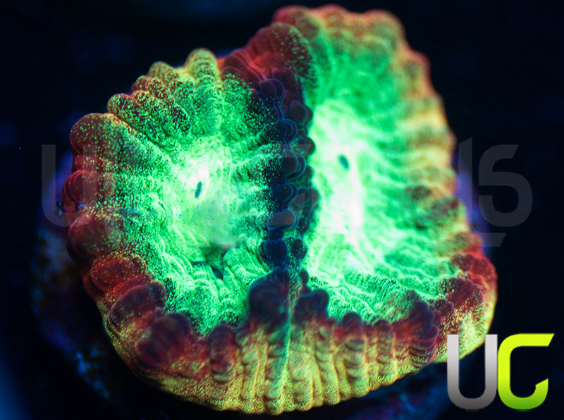 JF Psycho Rainbow Rim Favia