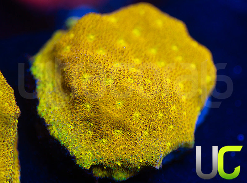 Yellow Yutz Psammocora