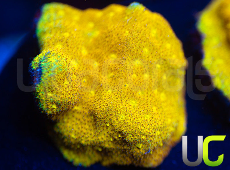 Yellow Yutz Psammocora