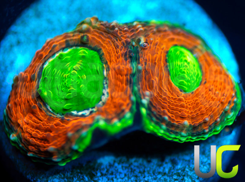Agent Orange Acan Echinata