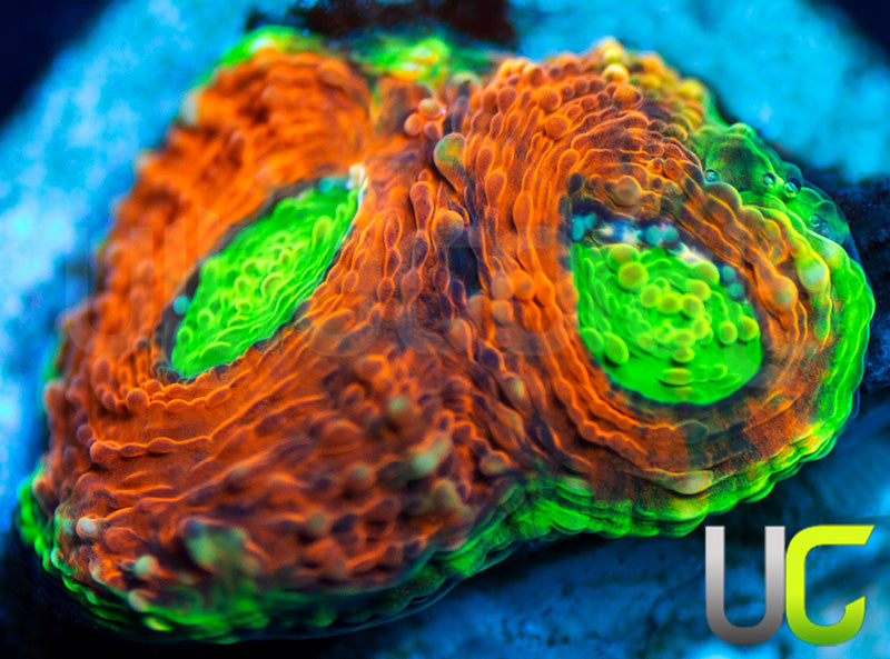 Agent Orange Acan Echinata