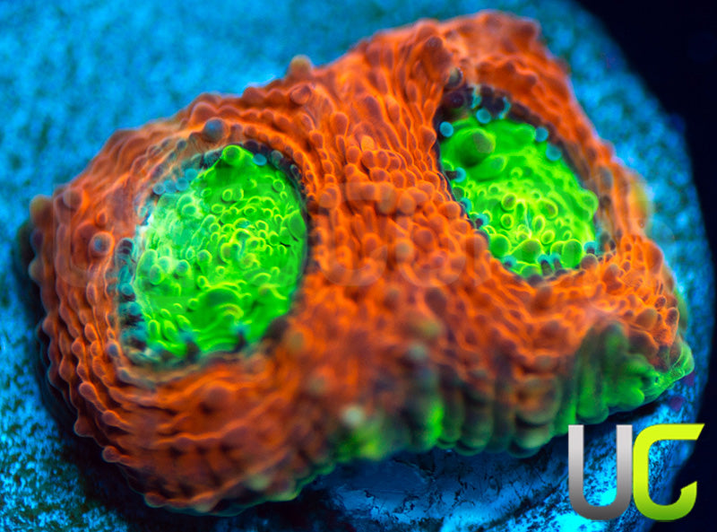Agent Orange Acan Echinata