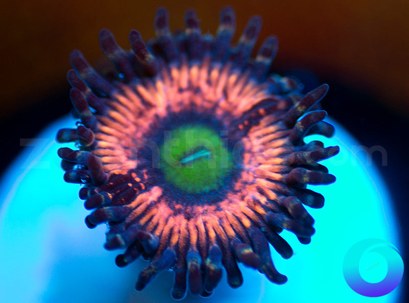 NEW RELEASE: Krylorian