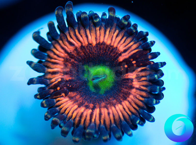 NEW RELEASE: Krylorian