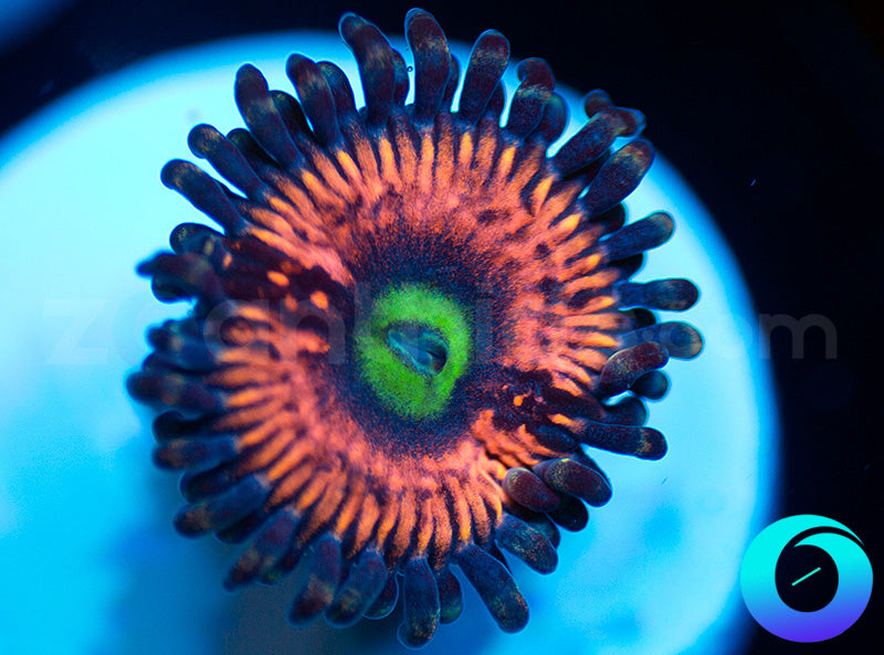 NEW RELEASE: Krylorian