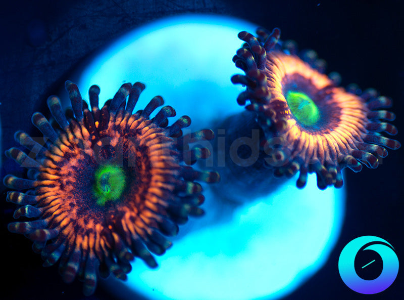 NEW RELEASE: Krylorian