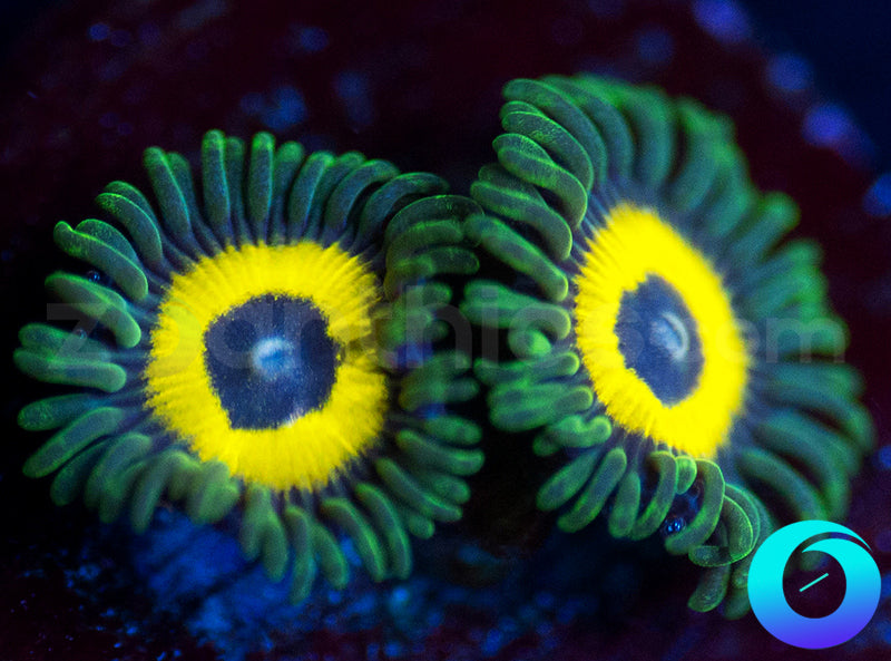 GloWorm