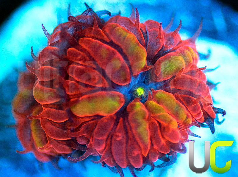 UC Blue Raven Blastos