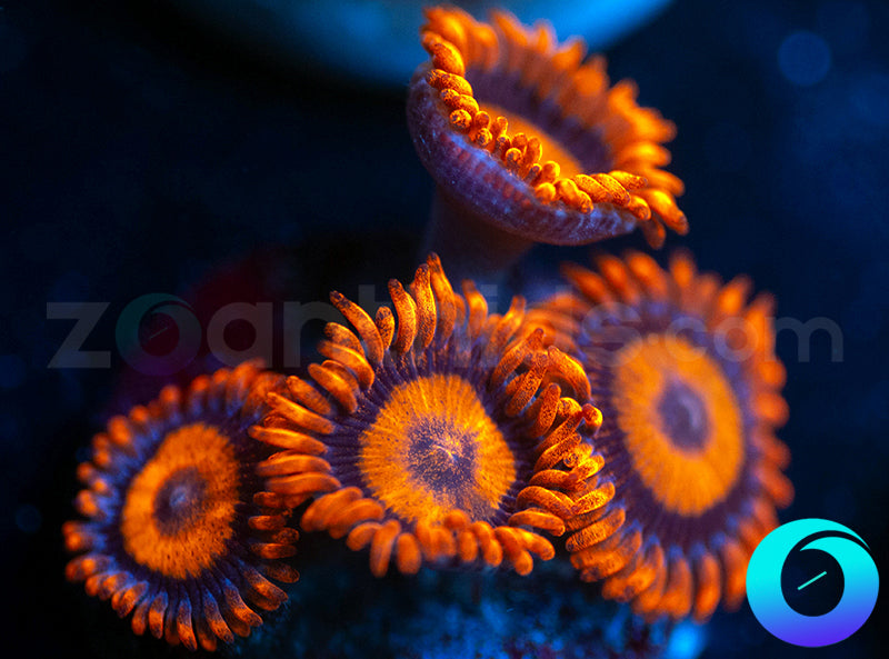 Oxides