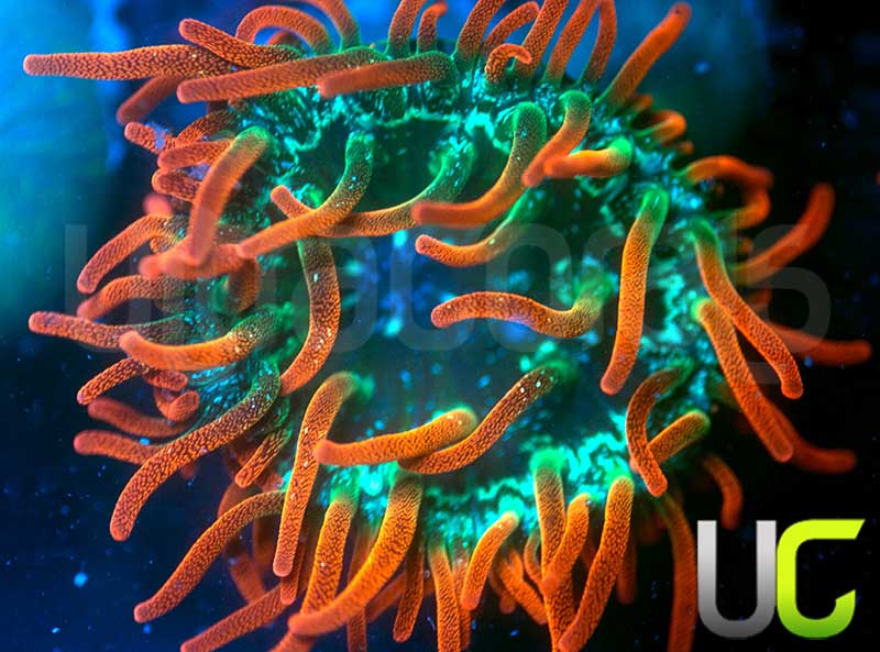 UC Funburst Anemone