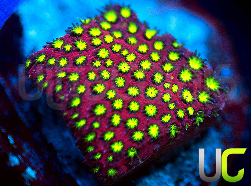 UC Raspberry Pie Stylo