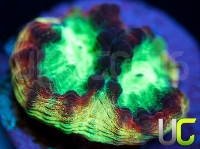 JF Psycho Rainbow Rim Favia