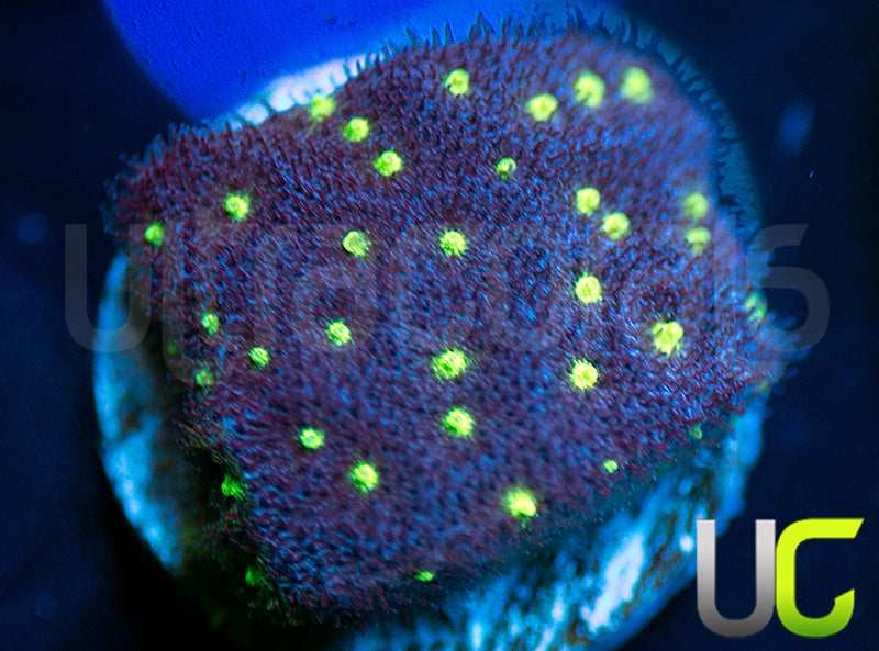 UC Toxic Constellation Psammocora