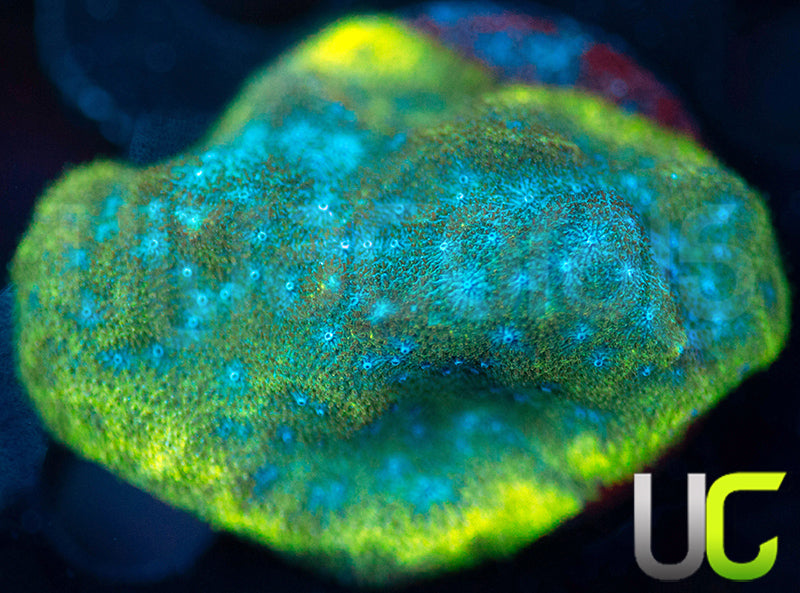 UC Toxic Constellation Psammocora