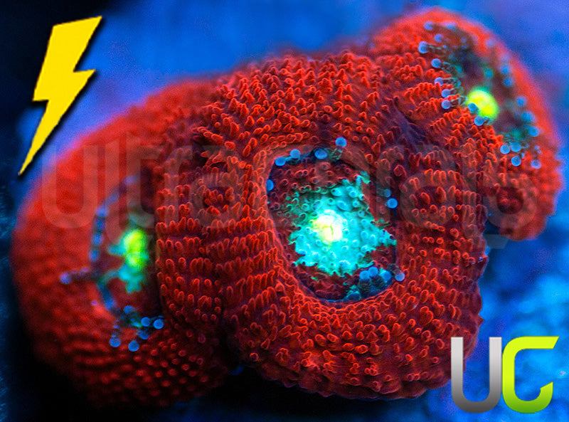 UC Red Ripper Micro Amakusensis