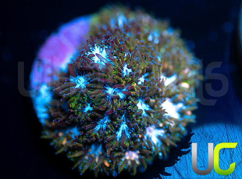 UC Blue Squeeze Leptastrea