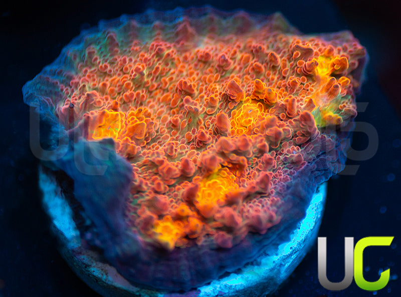 UC Everlights Chalice